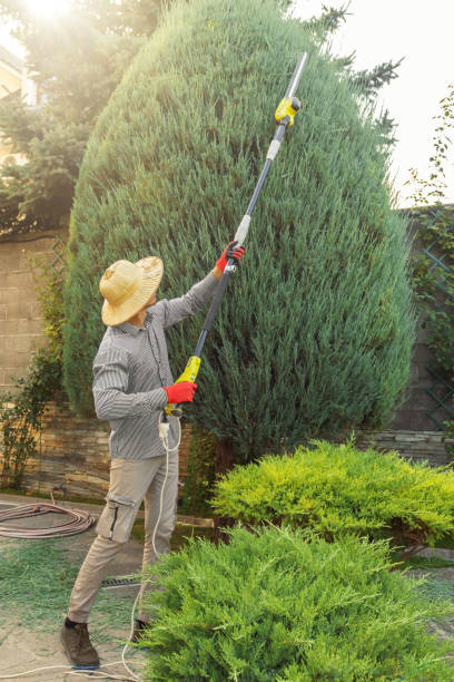 Best Tree Removal Services  in Somers Point, NJ